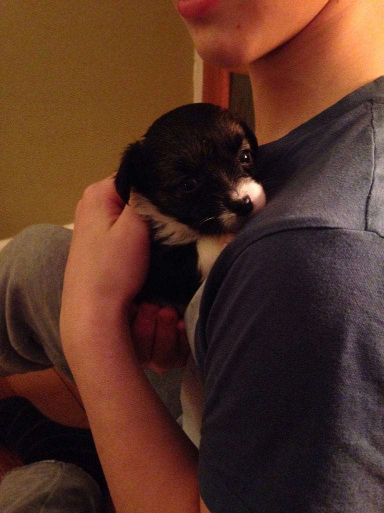 _ambaamba's tweet photo. LOOK HOW CUTE MY NANS NEW PUPPY IS OMFG http://t.co/fisAVYLagR