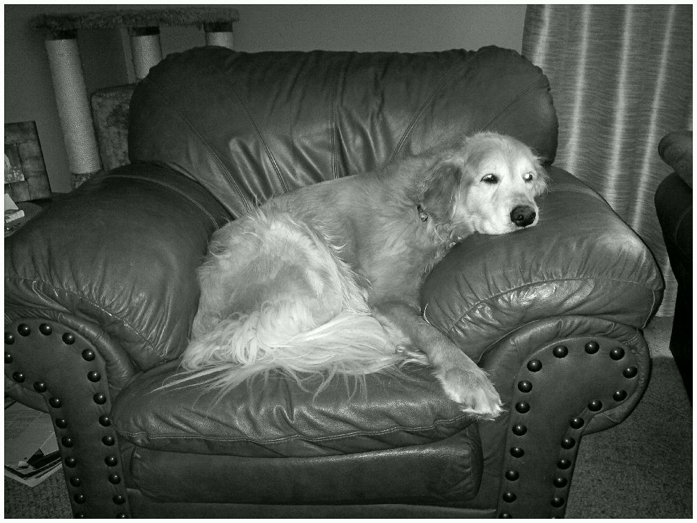 A. Grant tweet media