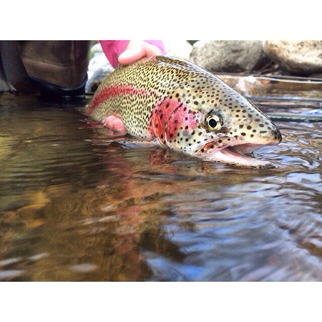 flyshopsmall's tweet image. #mountainanglerflyfishing It's Friday, get to the local #FlyShop before the weekend rush! #FlyShopSmall #FlyFishing