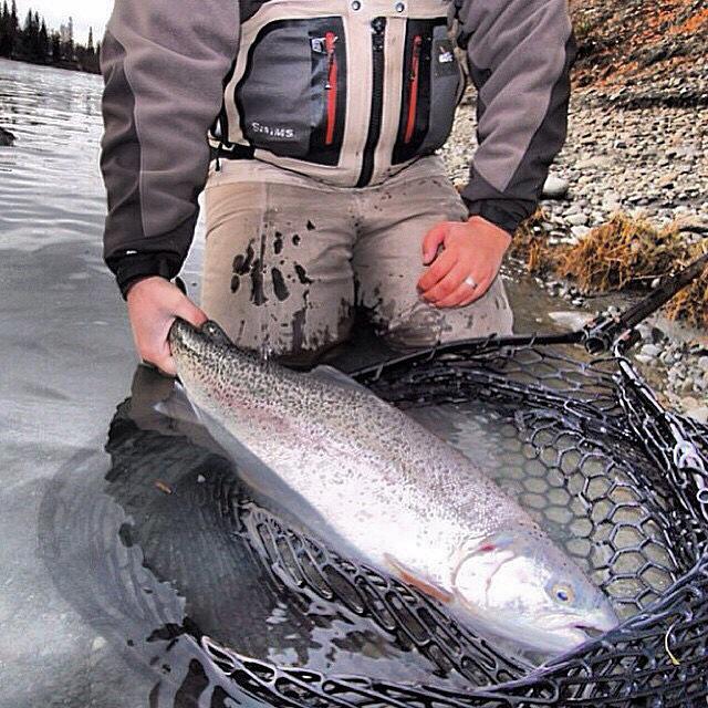 cascadiaguidinc's tweet image. #slayintrout great example of a Kenai River Rainbow #alaska #flyfishing