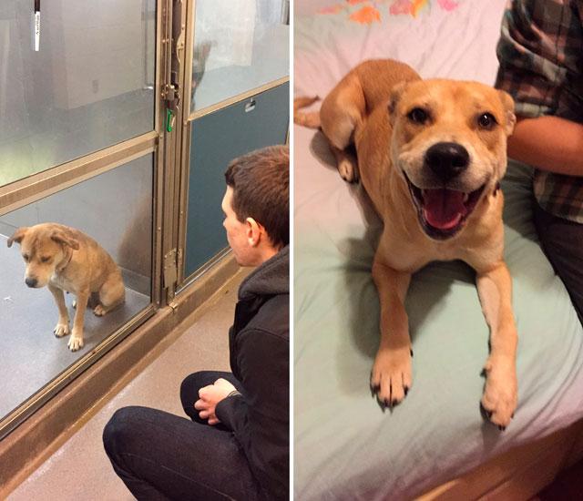 Schnauzicom's tweet photo. 20 fotos que muestran el cambio que puede suponer adoptar a un perro: http://t.co/SmUwFI9Rpd http://t.co/yDnBL9gNp8