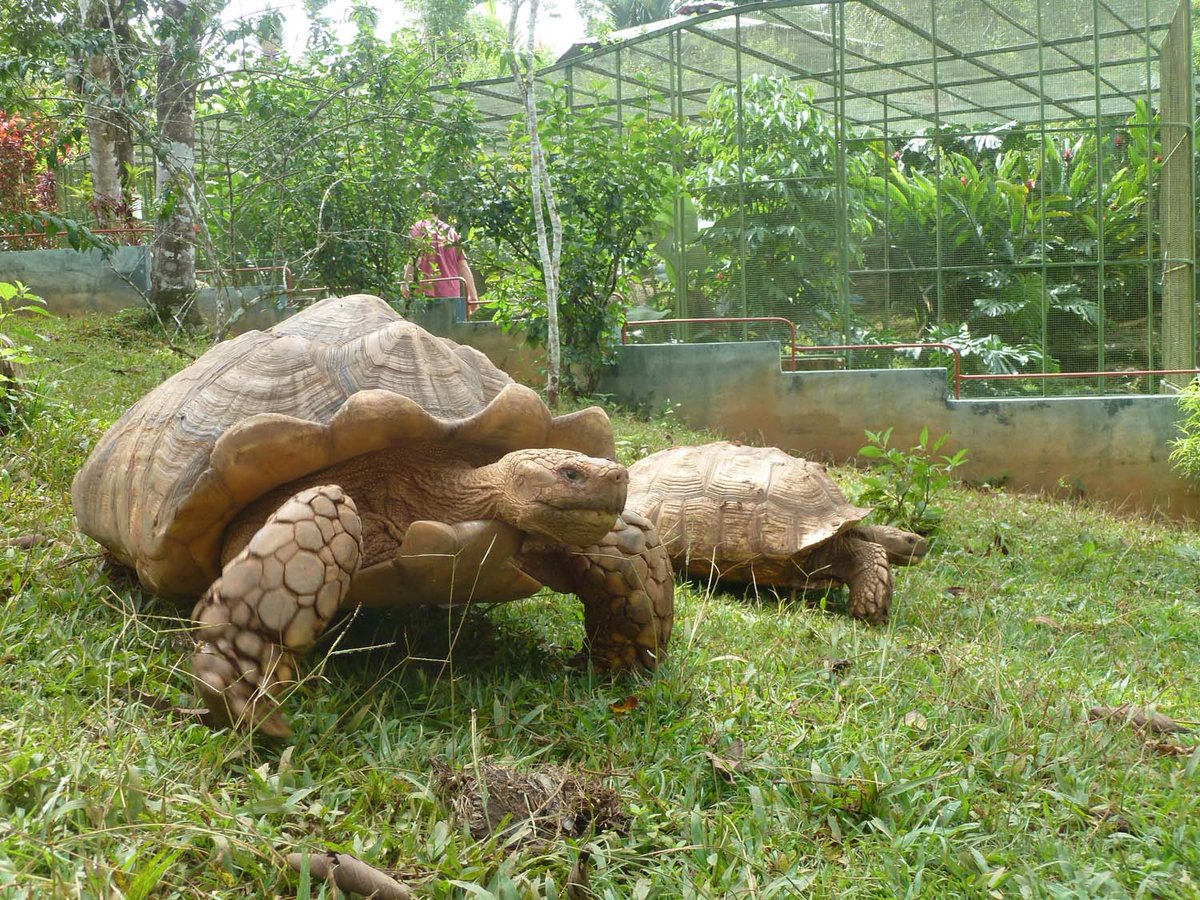 Reptilandia tweet picture