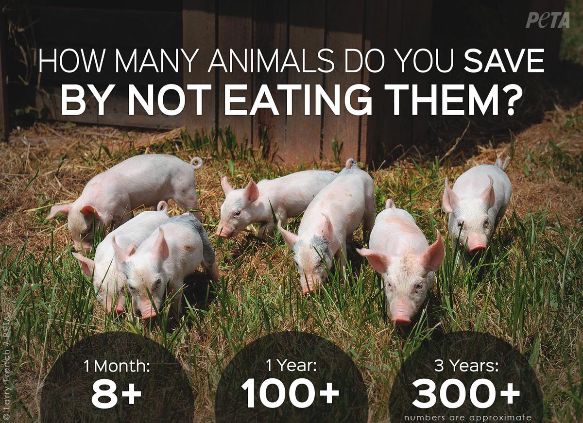 PETA on Twitter: PETA on Twitter: