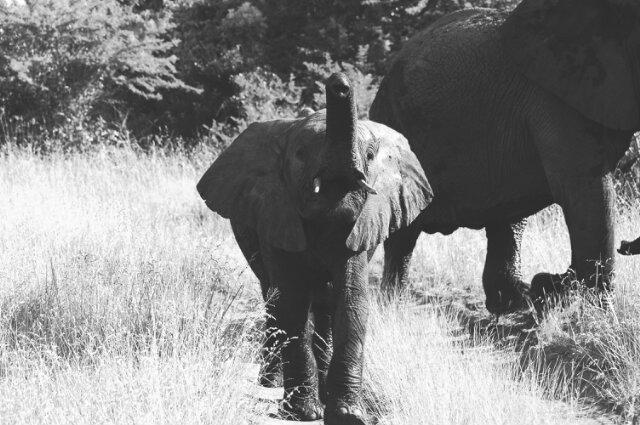 Invert_SA's tweet photo. Animal. #Invert #Invert @Mtekza @designindaba @DineoNPudumo @FuzzY_Fucker @dopeboy_trill @SharmyBunny http://t.co/Xy4GsSNACy