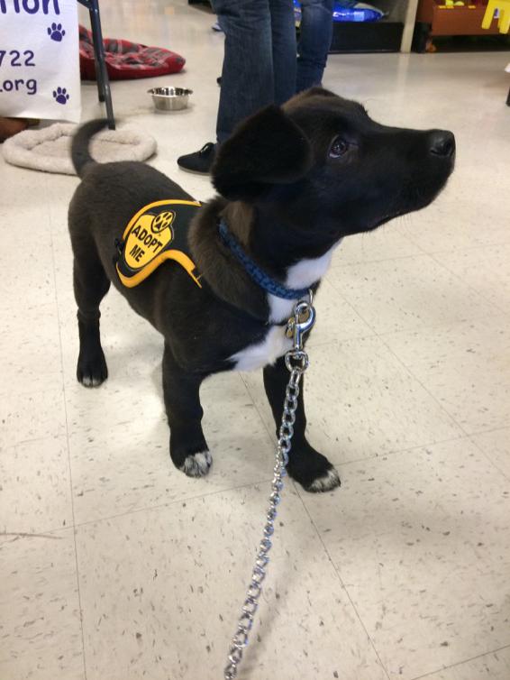 kattrollar's tweet image. oh my gosh I'm in love 😍😍😍