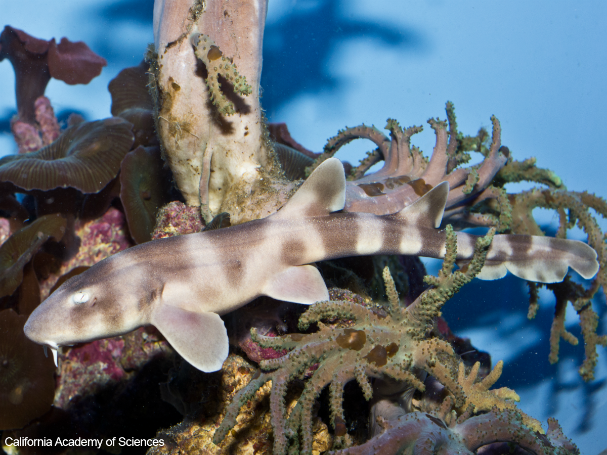 pewenvironment's tweet photo. Worth the wait: Shark pup born 4 years after parents mate: http://t.co/FJoznBV3dW @RachelFeltman explains http://t.co/5fISrpgOA1