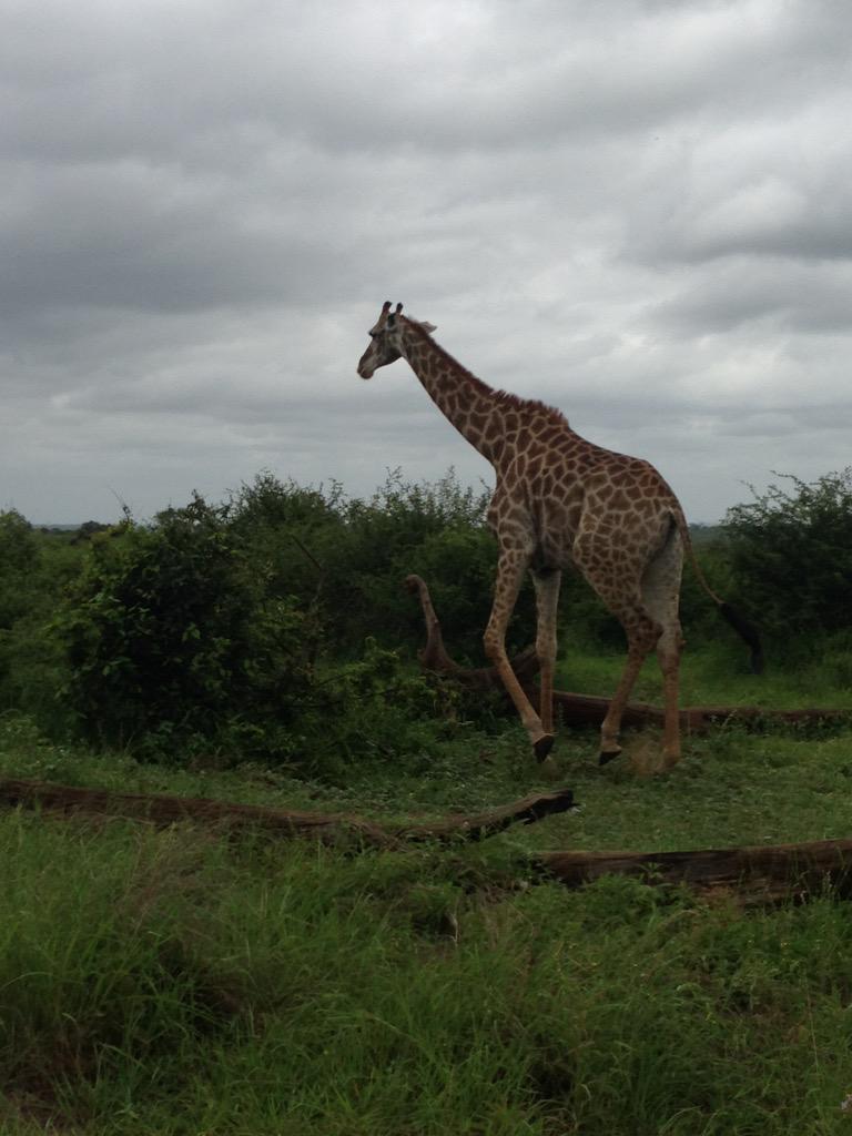 Stèphanie Gerritsen tweet media