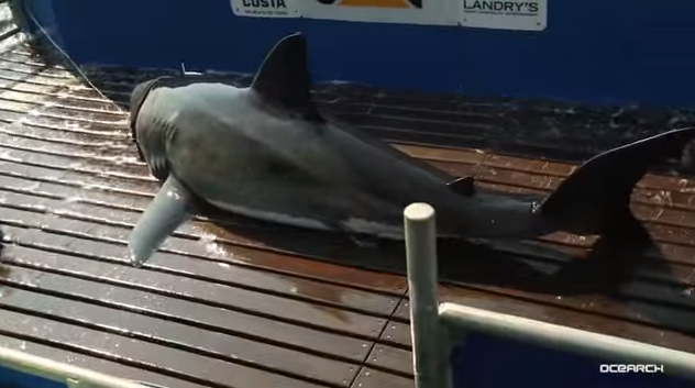 CostaSunglasses's tweet photo. RT @OCEARCH: @Shark_Katharine's tag &amp; release on #ExpeditionCapeCod: http://t.co/giRRGVrgFQ @CaterpillarInc http://t.co/jeK9neJUyo