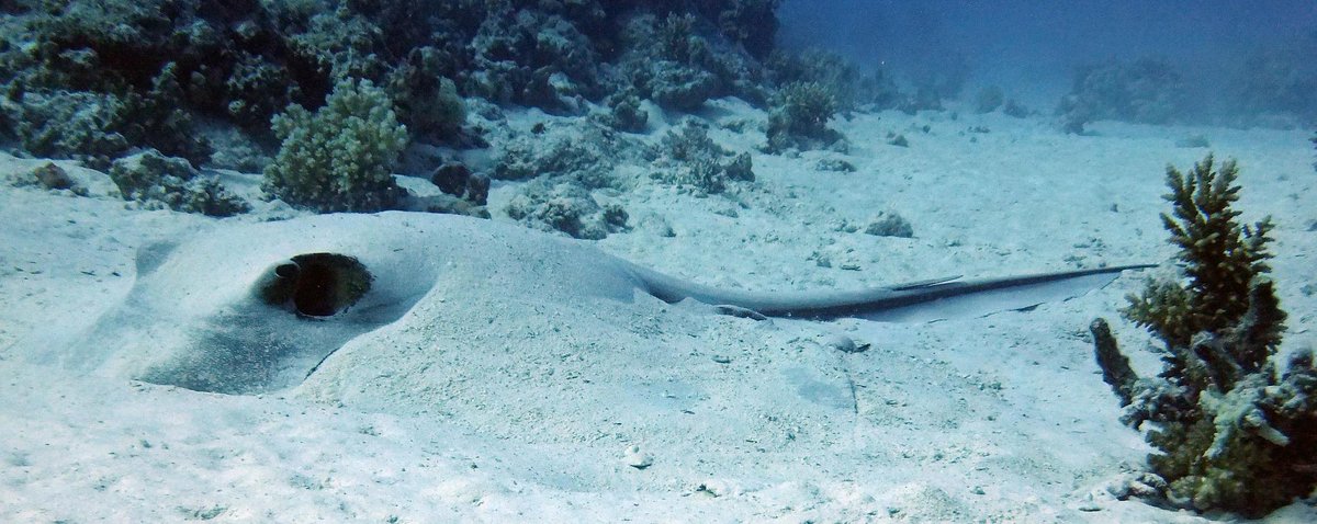 ShelleyDiver's tweet photo. The Feathertails are back in Hurghada...FANTASTIC!! http://t.co/JUkuw7yDoa