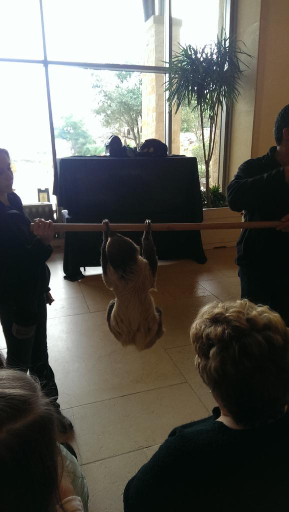 mikemike1130's tweet photo. SVA national conference is a good time. #natcon2015 #3toedsloth ? http://t.co/iDbRnEUxqV
