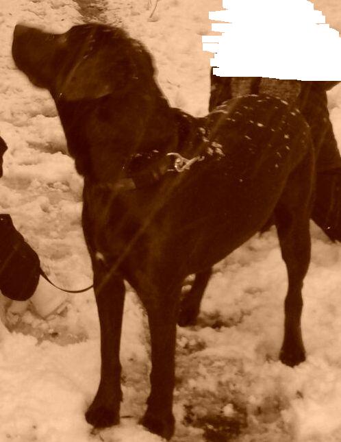 AnimalAlert's tweet photo. Vermist: reu, labrador, donkerbruin, 10-01-2015, Bergen op Zoom. Gevonden? http://t.co/nHJYkt6QFA http://t.co/dnKtaMRHLF