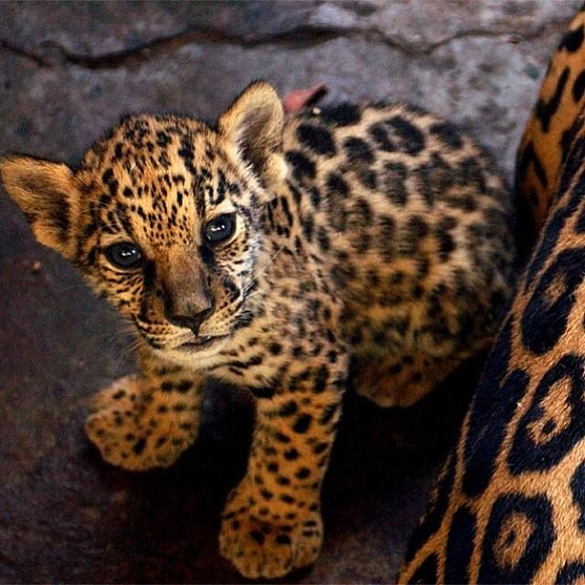 sundayfundayz's tweet photo. Baby Leopard with its mother http://t.co/vrwaboseKQ