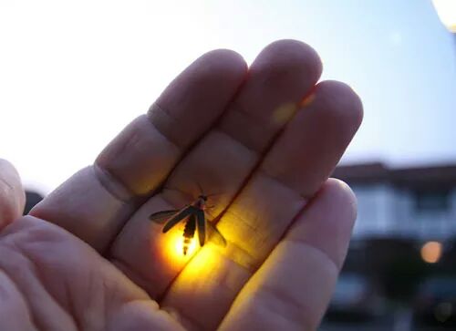 fumigacionsanea's tweet photo. Q la luz ilumine tu camino... http://t.co/etEq8biruE