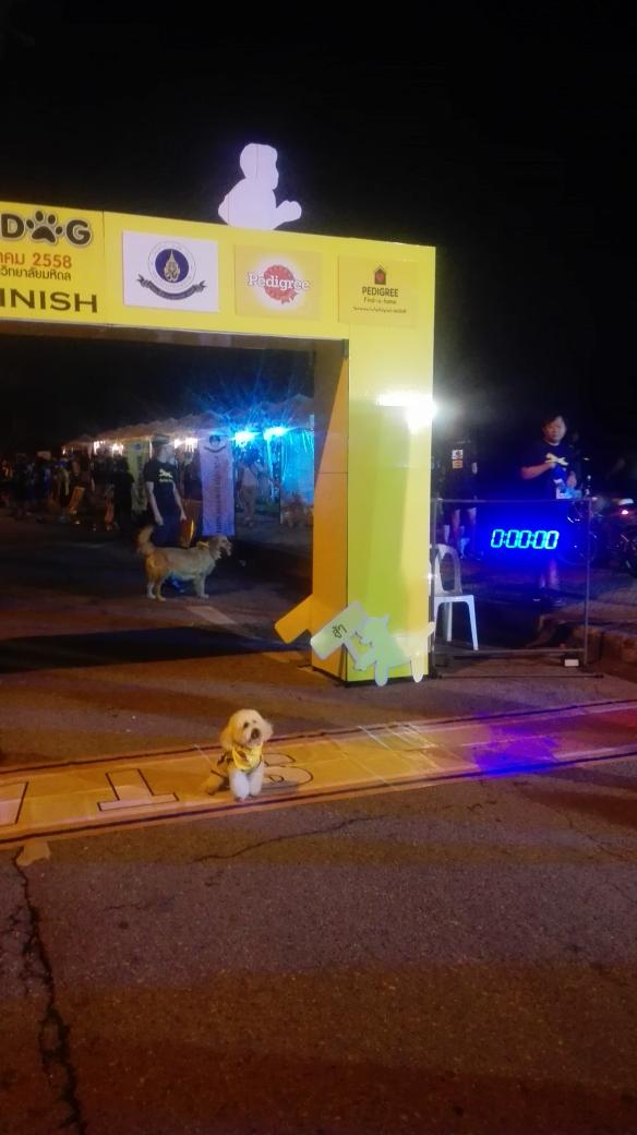 yokekung's tweet photo. งานวิ่ง #RunForDog งานวิ่งน่ารักที่พาน้องหมามาวิ่งได้ด้วย http://t.co/uOFrF9sG4H