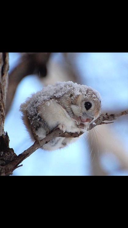 TheSharkDaymond's tweet photo. Wow! Its cold in NY! Im trying to act like a strong man on the outside. But this is how I really feel inside! http://t.co/POF8WINcGs