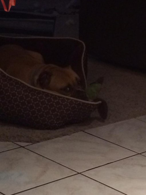 Looks like daisy dog likes her new bed :) http://t.co/ygPSp2FW83<a href="/tag/letsparty"class="tags"><span>#letsparty</span></a>
