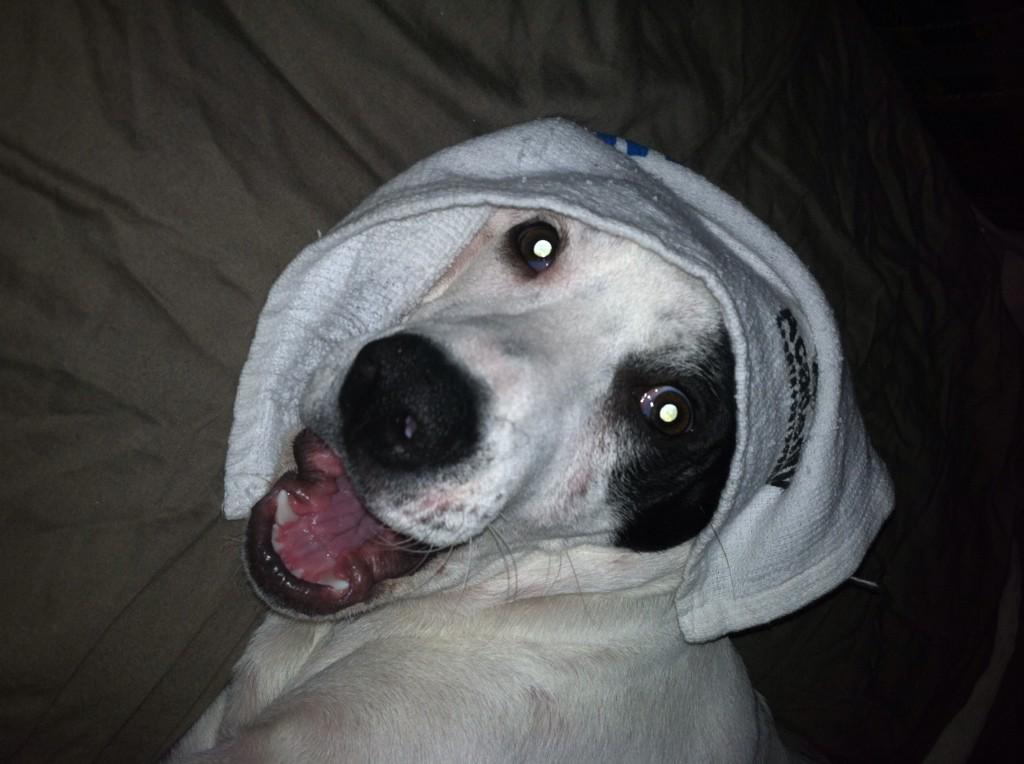 barbieARP's tweet photo. @Panthers my puppy Rue wants to be like Cam!! proud of you guys great season and proud to be a fan! http://t.co/9nb4NzUSH2