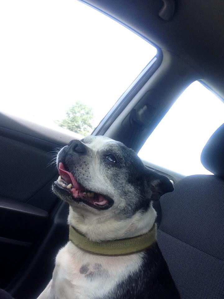 Nunnbetter66's tweet photo. Pretty sure I lost my best friend yesterday. 😭 #missyoubuddy #gonebutneverforgotten #bestfriend http://t.co/rhnzidiIkj