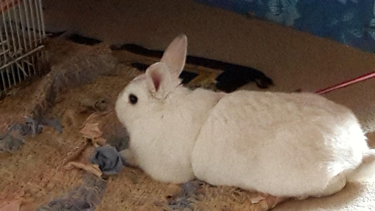 Jacob Botha tweet media