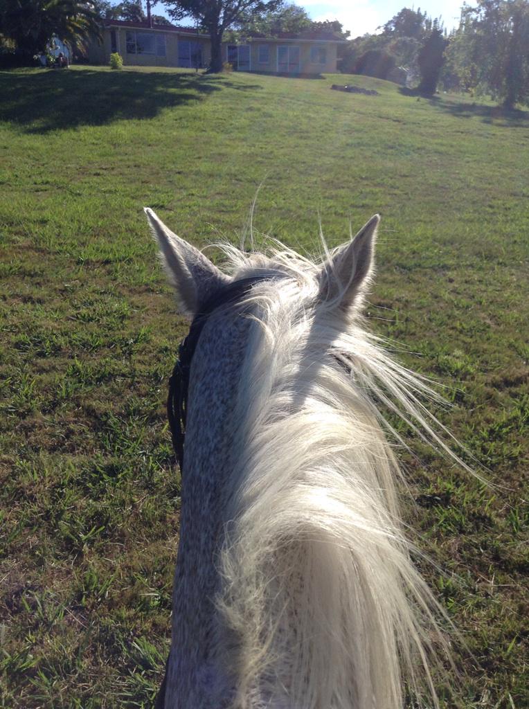 gallopingarrows's tweet photo. My Bennie boy 😊😍 http://t.co/9pCkgrV158