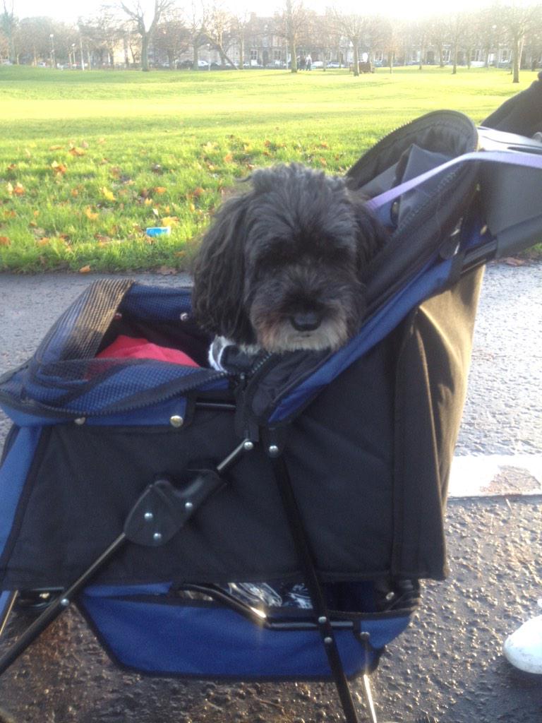 Is My Dog Brain Damaged