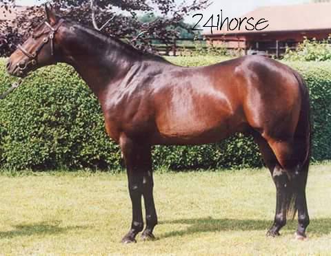 241Horse's tweet photo. شندكا ابن دورمان http://t.co/JErLjVTWuR