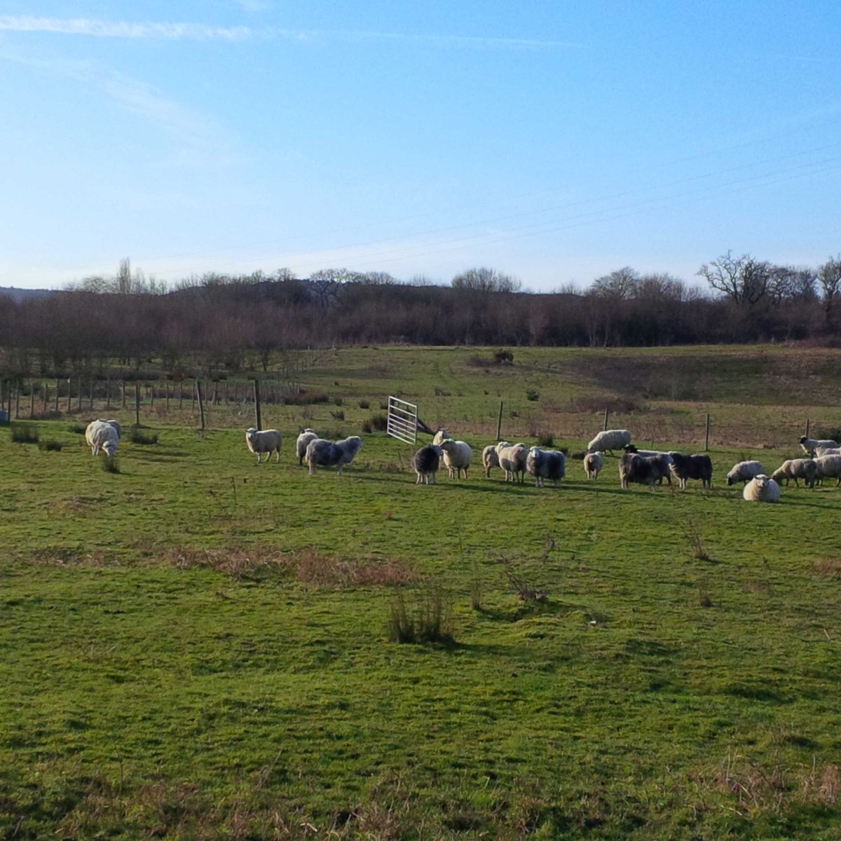 Ighthamlamb's tweet photo. #inlamb #ewes http://t.co/5VJJSkZevB