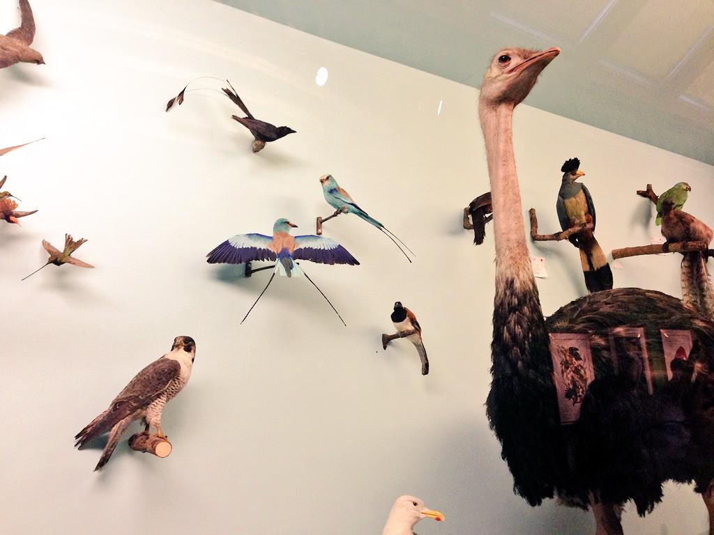 makethepeak's tweet image. Long over due #visit to the @NHM_London  yesterday! #love always! Spending the day #drawing from #inspiration