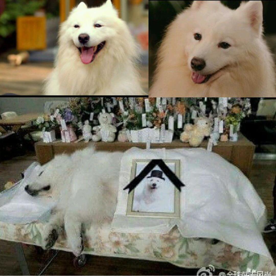 shineoct's tweet photo. Sangchu, the dog that was in 'To The Beautiful You" has died:( http://t.co/v5fXipKwha