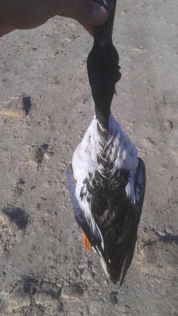 CazaMenorMV's tweet photo. Entretenida mañana de patos! http://t.co/TuMm0T6zkX