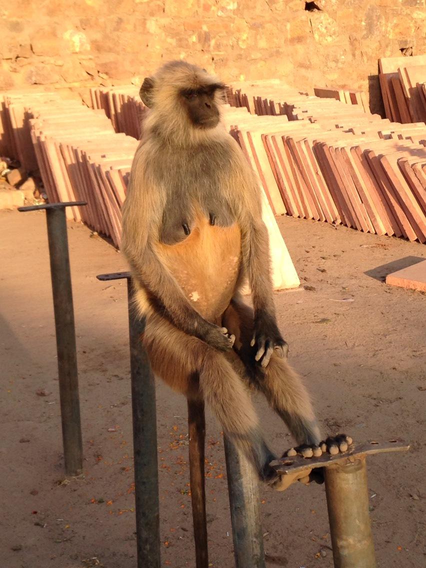 CRMaryJeanne's tweet photo. @CraggyRange @CRMattStafford Dreaming of a Te Muna Riesling...#Brindco #Oberoi #Ranthambore,India http://t.co/CVcNlhqemQ
