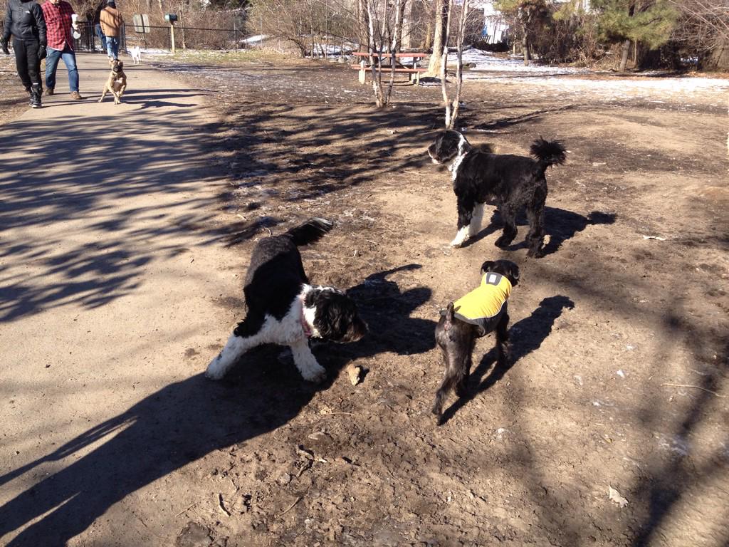 Belles_Rosen's tweet photo. @TUX_Rosen_PWD &amp; I had a fun time this morning exploring a fenced dog park in Shirlington VA. #portuguesewaterdog http://t.co/nBCp5eITDn