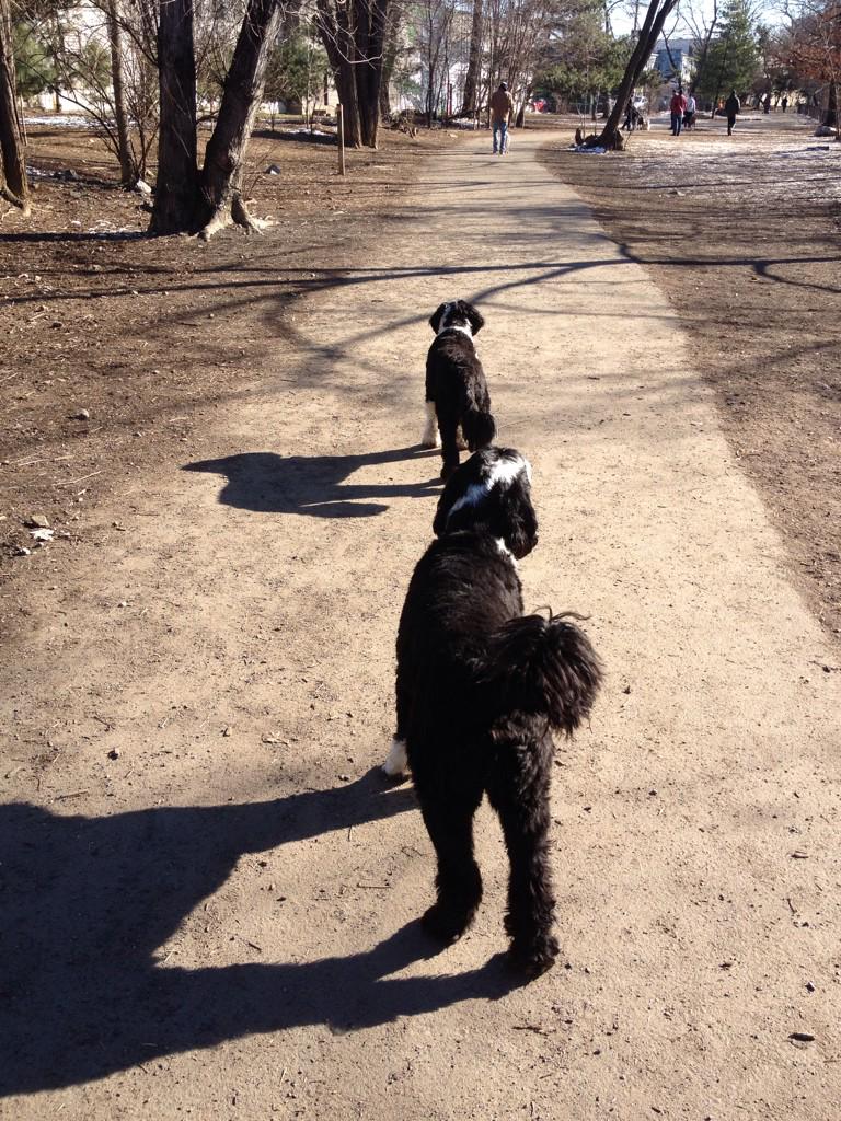 Belles_Rosen's tweet photo. @TUX_Rosen_PWD &amp; I had a fun time this morning exploring a fenced dog park in Shirlington VA. #portuguesewaterdog http://t.co/nBCp5eITDn