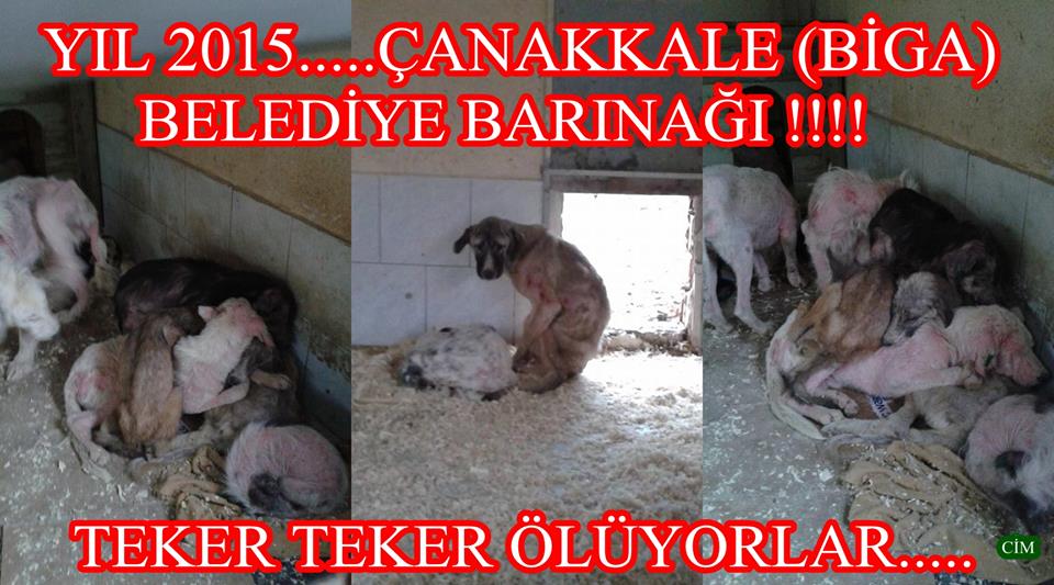 <a href="/HayvanseverGaze/">Hayvansever Gazetesi</a> <a href="/HayvanKoruma/">Yerel Hayvan Koruma</a> <a href="/hayhaksaygi/">HayvanHaklarınaSaygı</a> <a href="/hayvandostlar1/">HAYDOST</a> <a href="/evsiz_hayvanlar/">yuvaarayanhayvanlar</a>  <a href="/zllktlr/">Zülal Kutluer</a>: facebook.com/30967692923523…