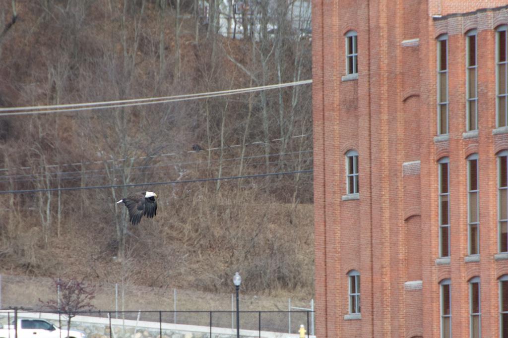Rich2011storm's tweet photo. Eagle flying over the Merrimack I  know it's no @trustmypath shot but best I could get http://t.co/S0d30s9sRg