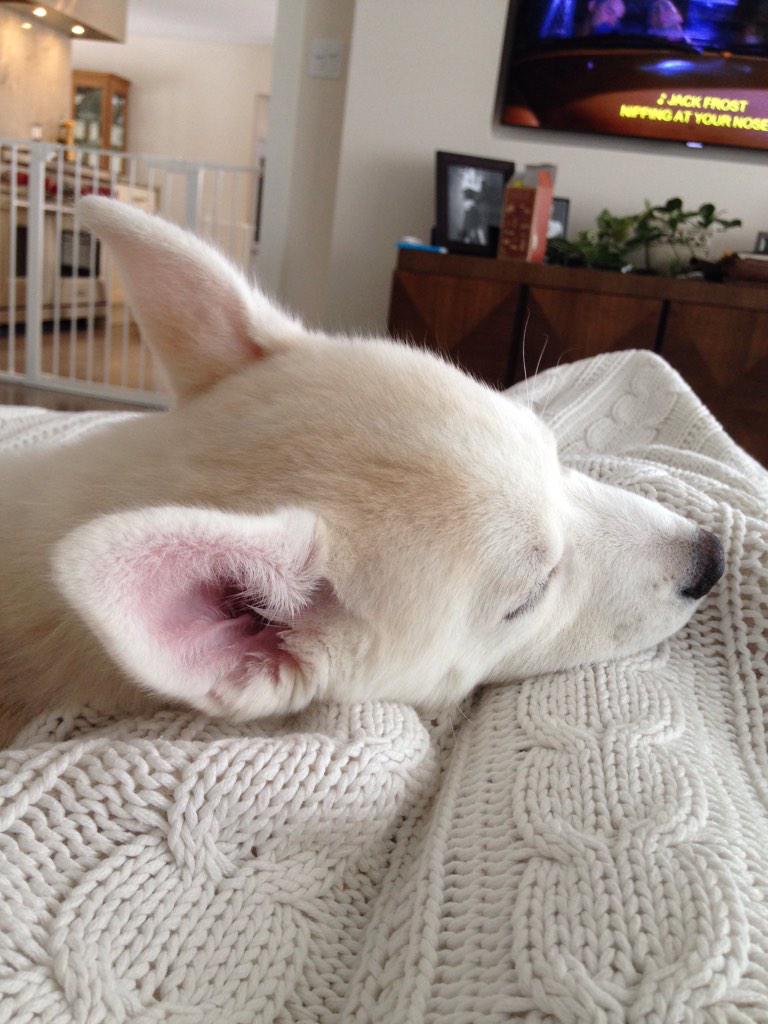 EmmyRaeby's tweet photo. @DropDownEvery1 @Arthinon1 @Pyrostasis someone keeps snoring and waking me up http://t.co/7bSpg1xWWr