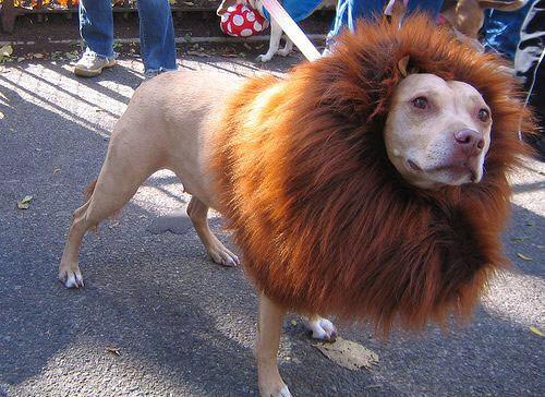TrennaKeating's tweet photo. #DogsofDefiance Sukar!! @NoahDanby #Defiance http://t.co/m3rTbtmkiK