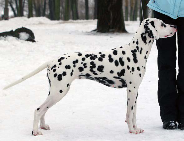 Kazymova013's tweet photo. Романтика из терлецкой дубравы #Dalmatian http://t.co/o9kL1XbmxN
