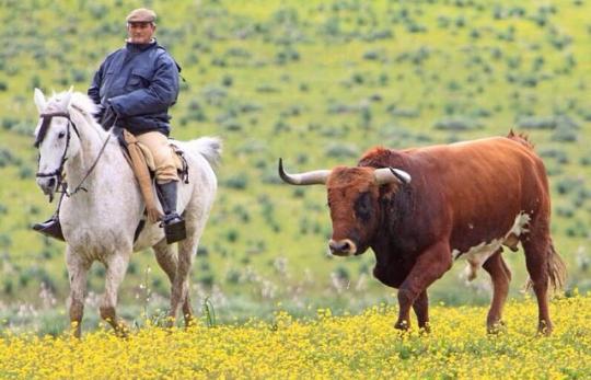 AFC_taurinos's tweet photo. Y me preguntaron que porque me gustan los toros? Pues para ver cosas tan bonitas como esta, inigualables!! http://t.co/4AgA69HToq