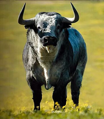 AFC_taurinos's tweet photo. Y me preguntaron que porque me gustan los toros? Pues para ver cosas tan bonitas como esta, inigualables!! http://t.co/4AgA69HToq