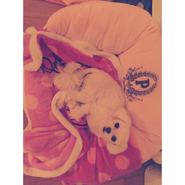 vcsjh's tweet photo. [xolovestephi] 잘자뿌린쑤야💜 #princefluffy #cutestdogintheworld http://t.co/eEj1NlarpG http://t.co/lSrG2iyVLT