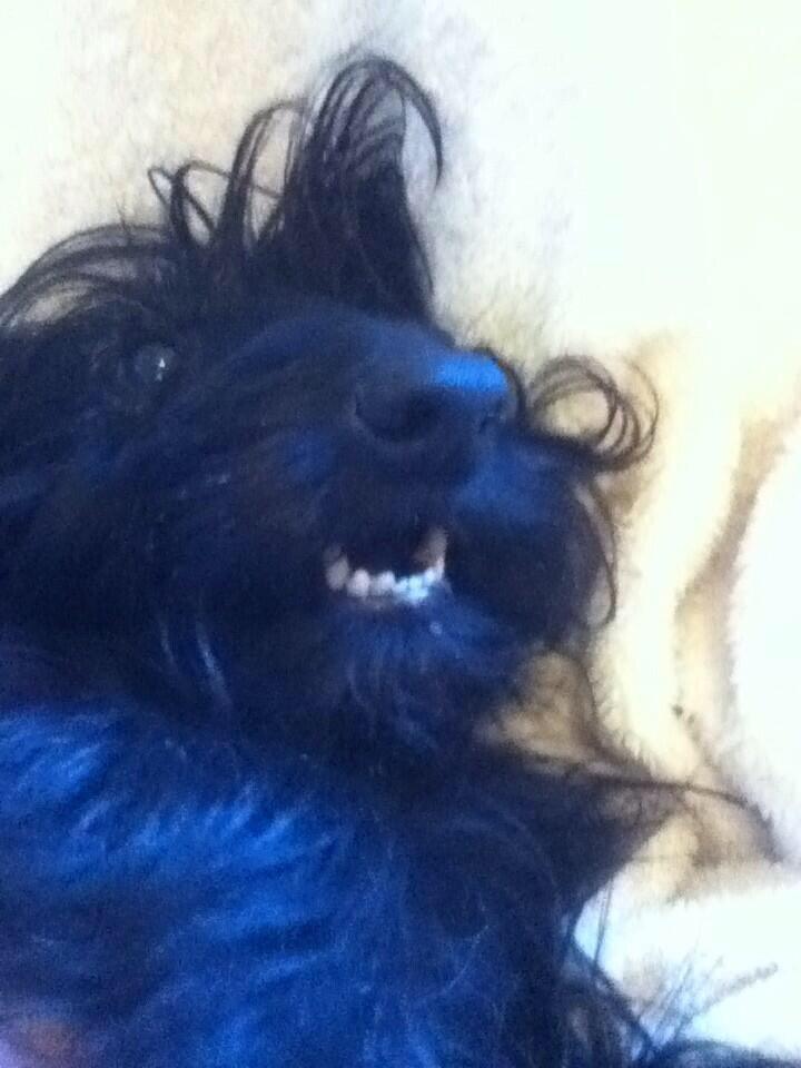 TrennaKeating's tweet photo. Hmm Raiga. RT @GungaJason: @TrennaKeating #DogsofDefiance who is this? http://t.co/5wG5XMUgSj”
