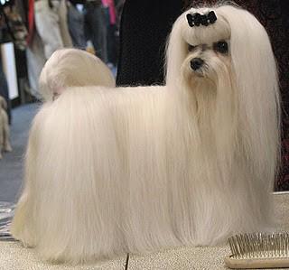 TrennaKeating's tweet photo. #DogsofDefiance Stahma! @MsJaimeMurray #Defiance http://t.co/hoUi3WfK2Q