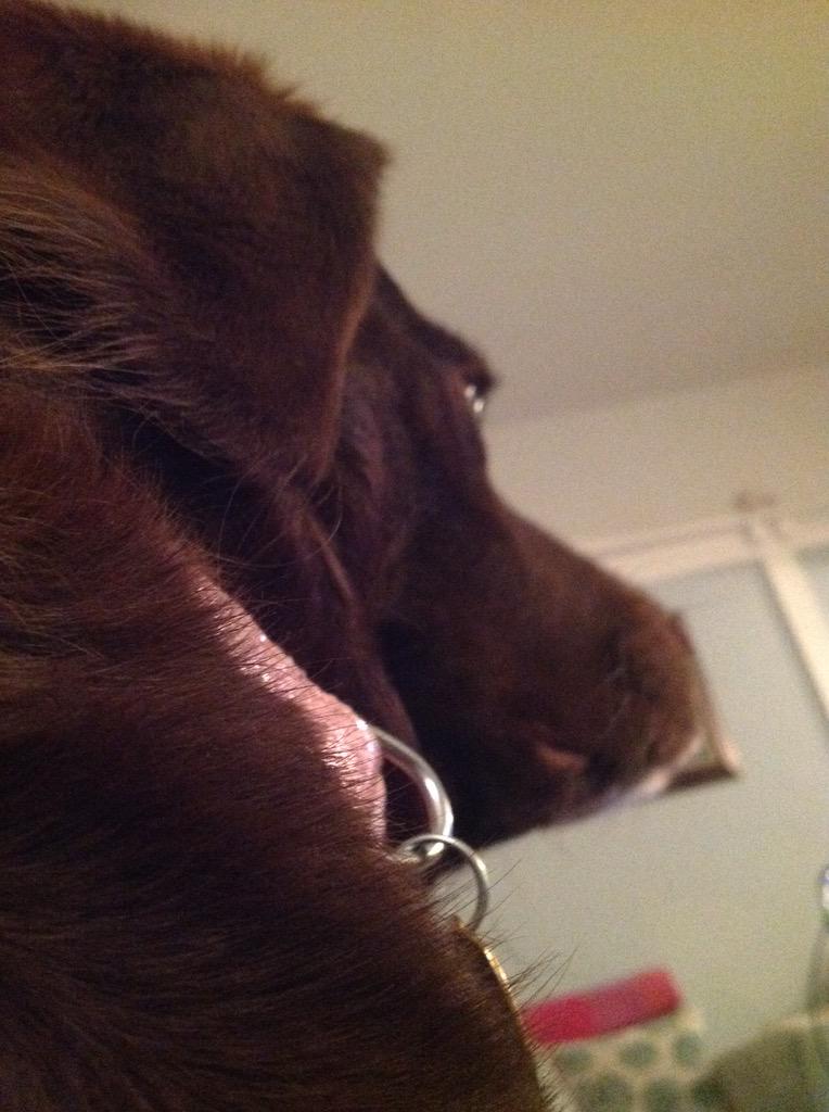 megtherectory's tweet photo. 4.30pm human time. Rec. forgets dog time hour ahead of human time. So: 5.32pm: tea late. Sitting on Rec as reminder http://t.co/DEBMj1gy9g