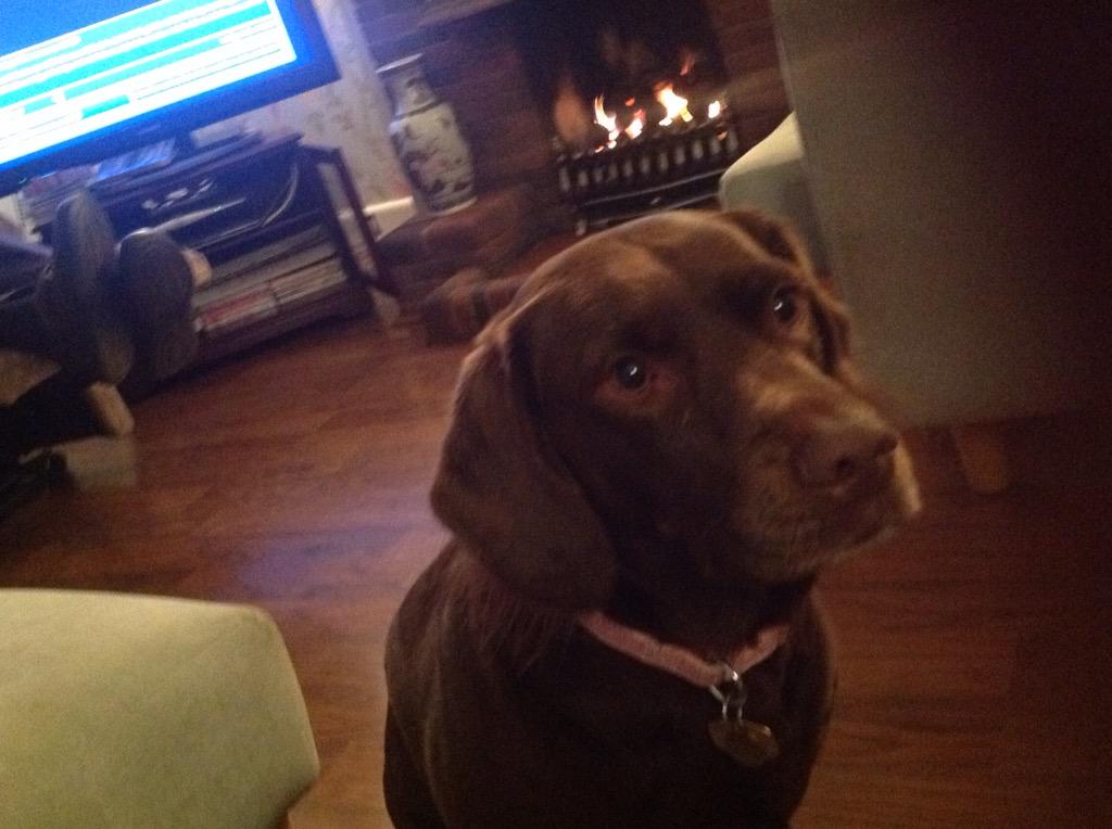 megtherectory's tweet photo. 5.50pm dog time. Now pleading. I may die of hunger. Could you resist. Also praying (since having been to church) http://t.co/b9UGOM3NT7