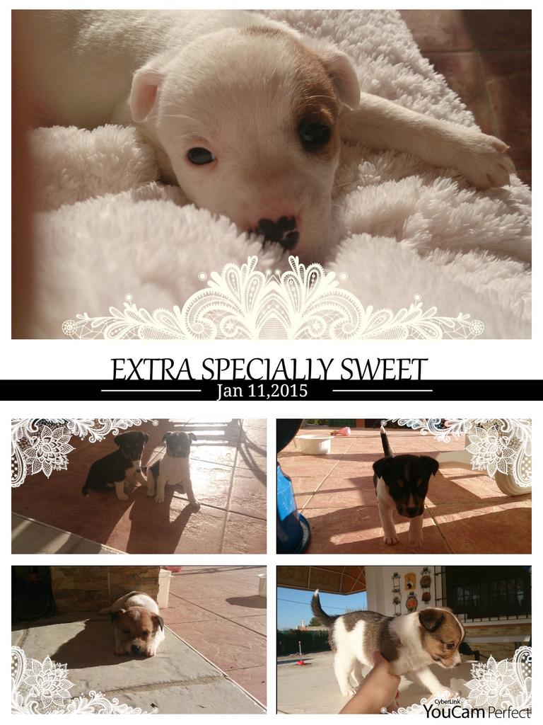 Silviiapiink's tweet photo. Se regalan perritos,  de raza bodeguero, tienen 1 mes. Difundan porfi, gracias. http://t.co/7c1Nn4V1Cm