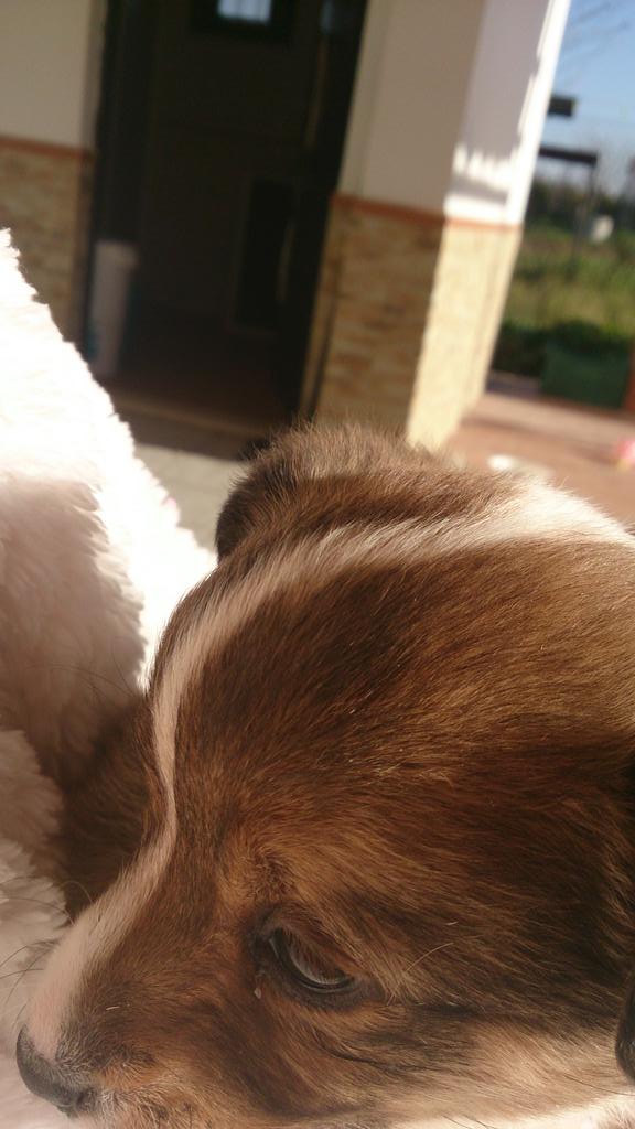 Silviiapiink's tweet photo. Se regalan perritos,  de raza bodeguero, tienen 1 mes. Difundan porfi, gracias. http://t.co/7c1Nn4V1Cm