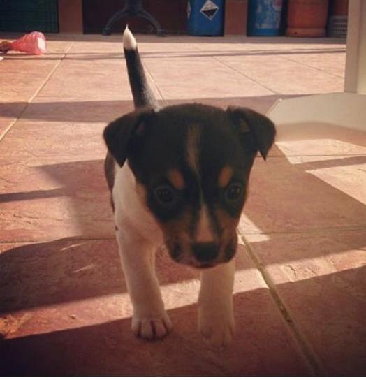Silviiapiink's tweet photo. Se regalan perritos,  de raza Bodeguero, tienen apenas 1 mesesito. Rt y difundan porfi, gracias! http://t.co/kEt59HNoa5