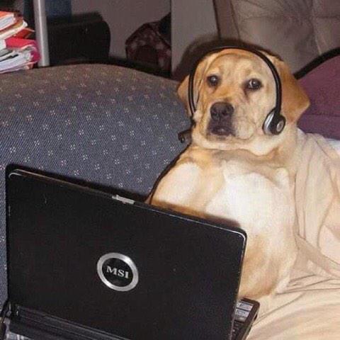 kethyChristina's tweet photo. — pq tu não me respondeu?
— eu não vi
— mas apareceu msg visualizada
— foi meu cachorro, desculpa
— aham sei
— ué
­ https://t.co/erDsCbMHbf