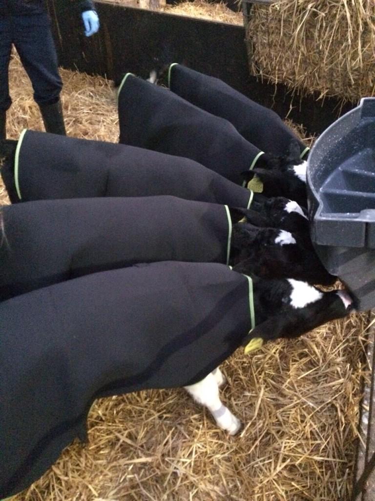 richardscalf1's tweet photo. Just got sent this cheeky snap. Cosy calves are happy calves! Keep them gaining weight this winter #calfjacket http://t.co/wjEGigpGQv
